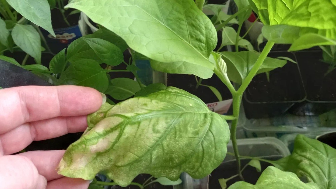 Бледные листья и вялый вид — сигнал, что перцу не хватает азота или магния.