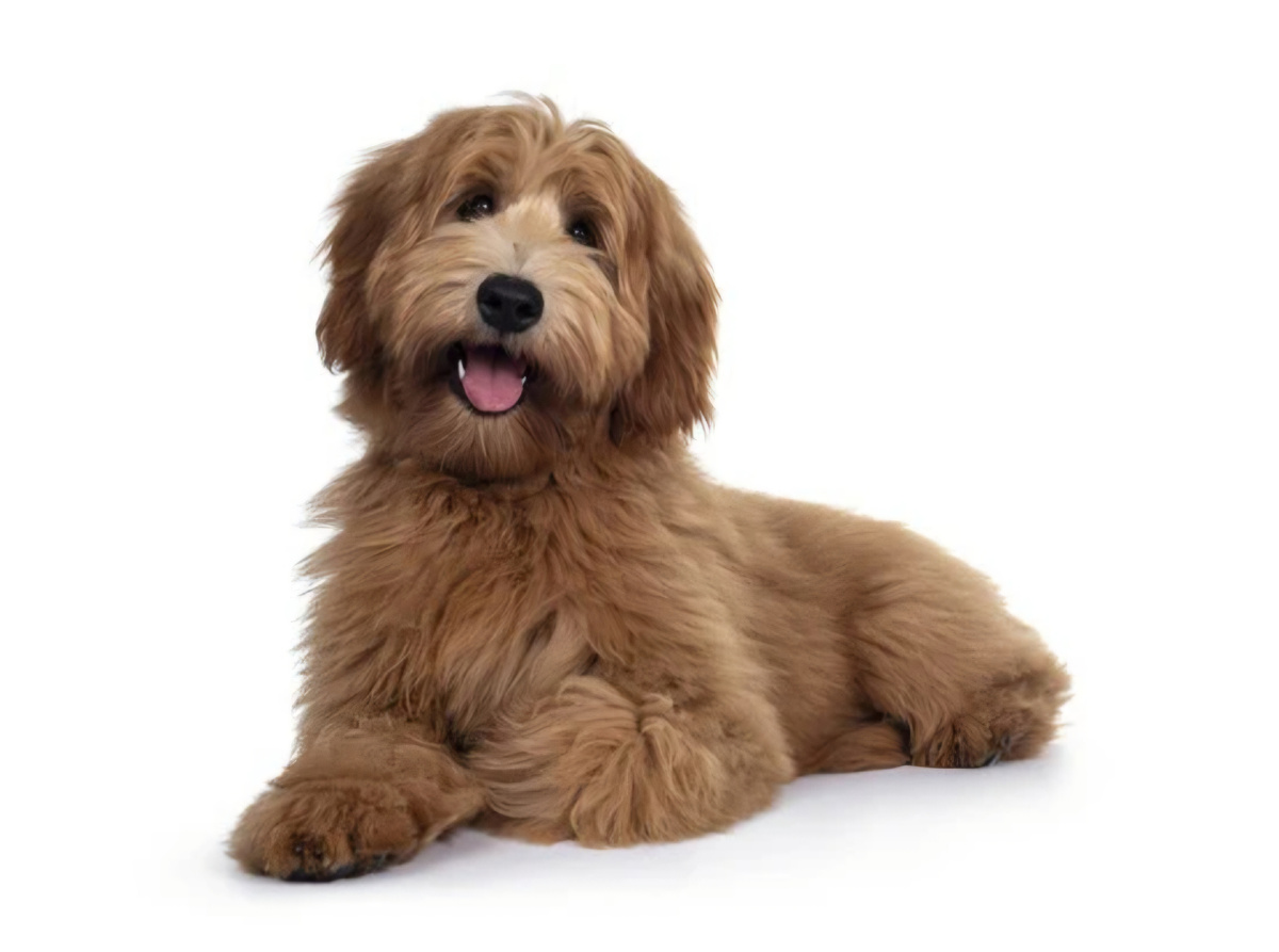 Лабродудель