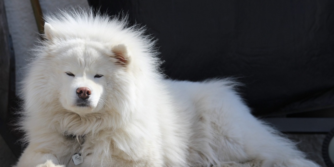 Хозяин не заберет спасенную с балкона на Парашютной собаку