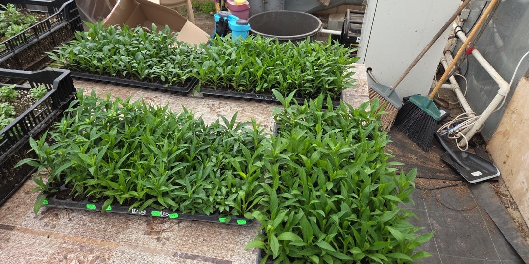 Сорта астры, которые я взяла