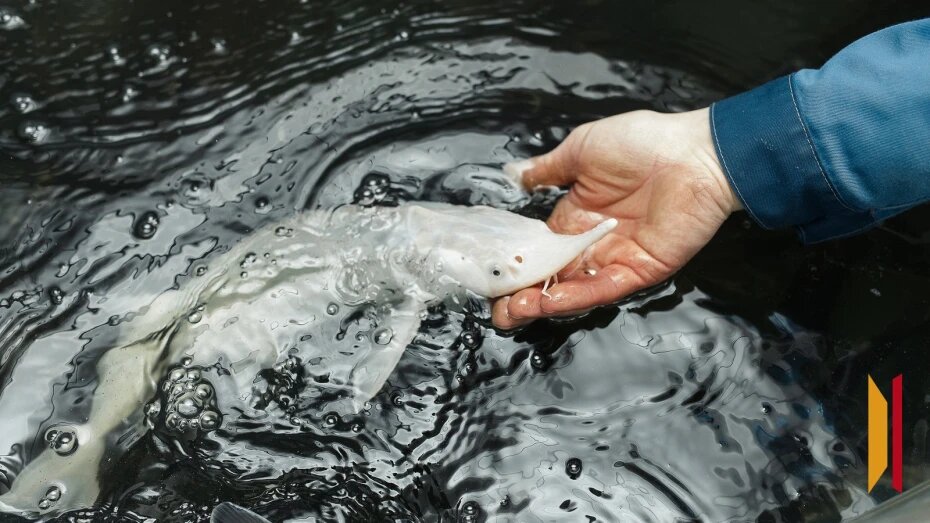 Воронежец лишился автомобиля за незаконную перевозку осетра и севрюги