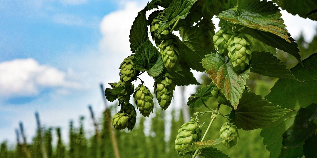 К 2030 году производство хмеля может превысить 2 тысячи тонн