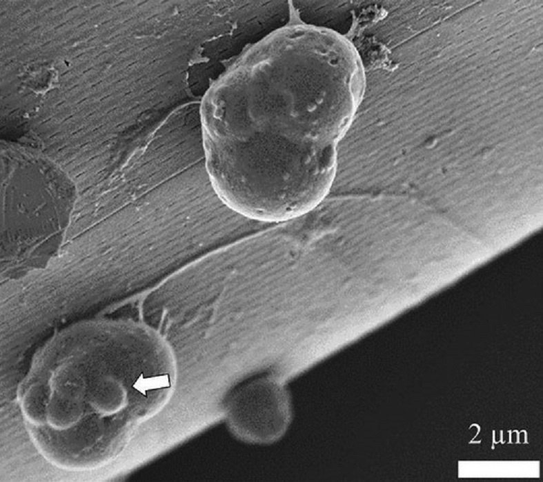    Клетки протиста Thraustochytrid в процессе деления
