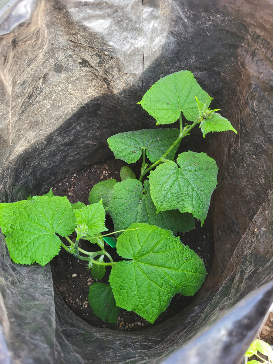 Огурец Хоббит F1. Посев 20.03.26. Посадка в мешок 22.04.26. Посадила сразу два растения.