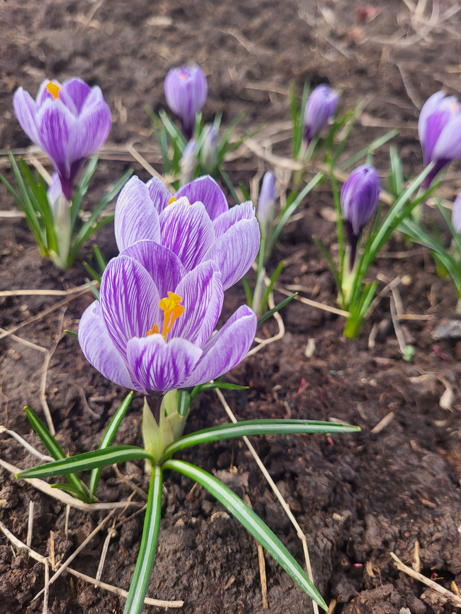 Крокусы. Фото из домашнего архива 