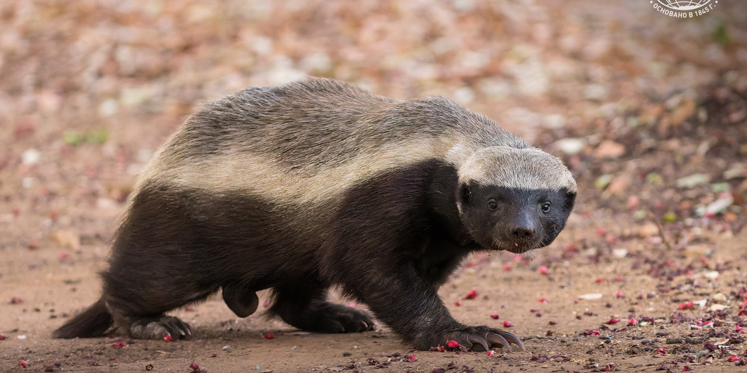Зачем медоед приручил птицу? Редкий симбиоз в дикой природе
