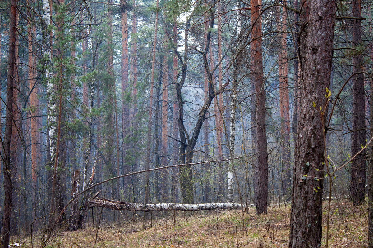 Лес в дыму