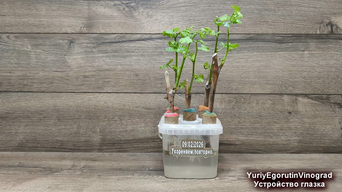 Побеги на черенках растут из центральных почек в глазках.