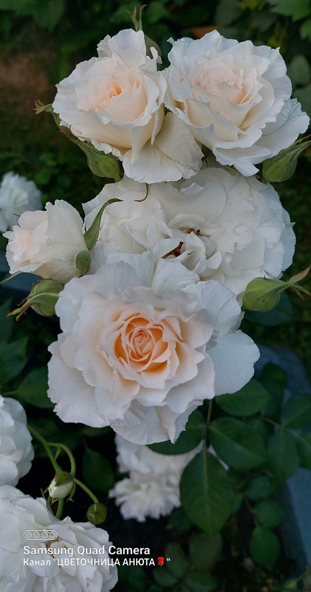 Пустиния. Флорибунда