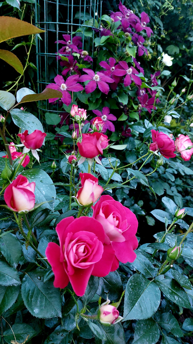 Хайматмелоди. Флорибунда. Клематис Руж Кардинал