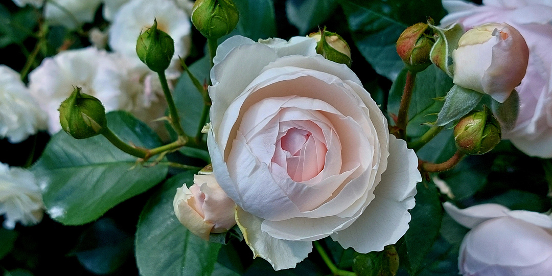 "Дополнительный скорый". Вопросы - ответы про розы. 23 апреля 2026 года