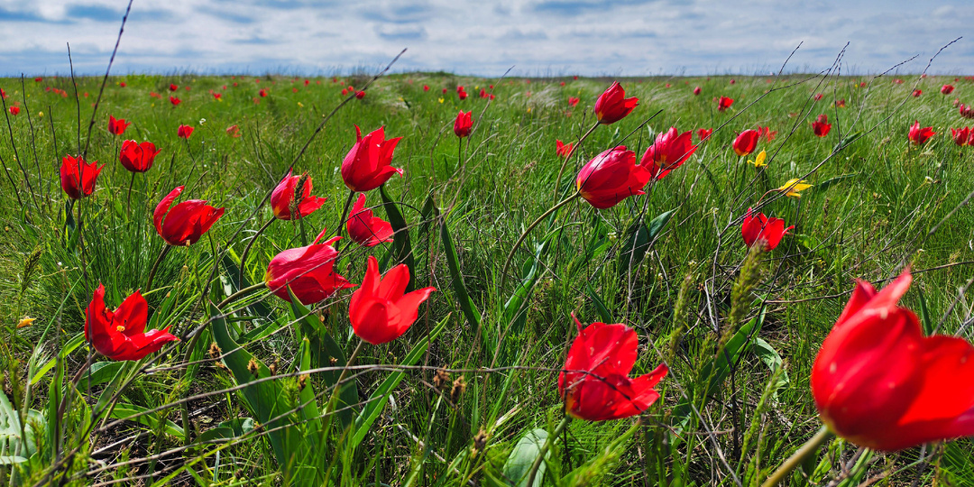 Фестиваль тюльпанов в Калмыкии и город Элиста. 18.04.2026.