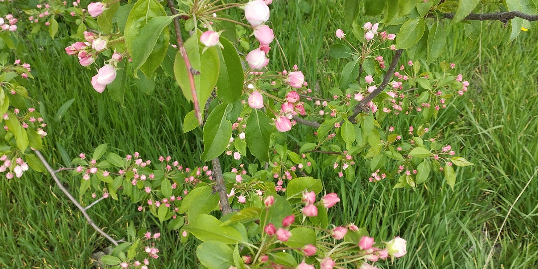 Как на самом деле внедряется система ОМС в Донецке. 14 тысяч шагов, чтобы получить результат и записаться на май