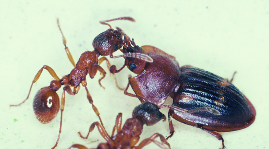 Муравей кормит жука-блестянку. И ничего его не смущает! Этот жук научился выделять подходящий запах, чтобы паразитировать в колонии.