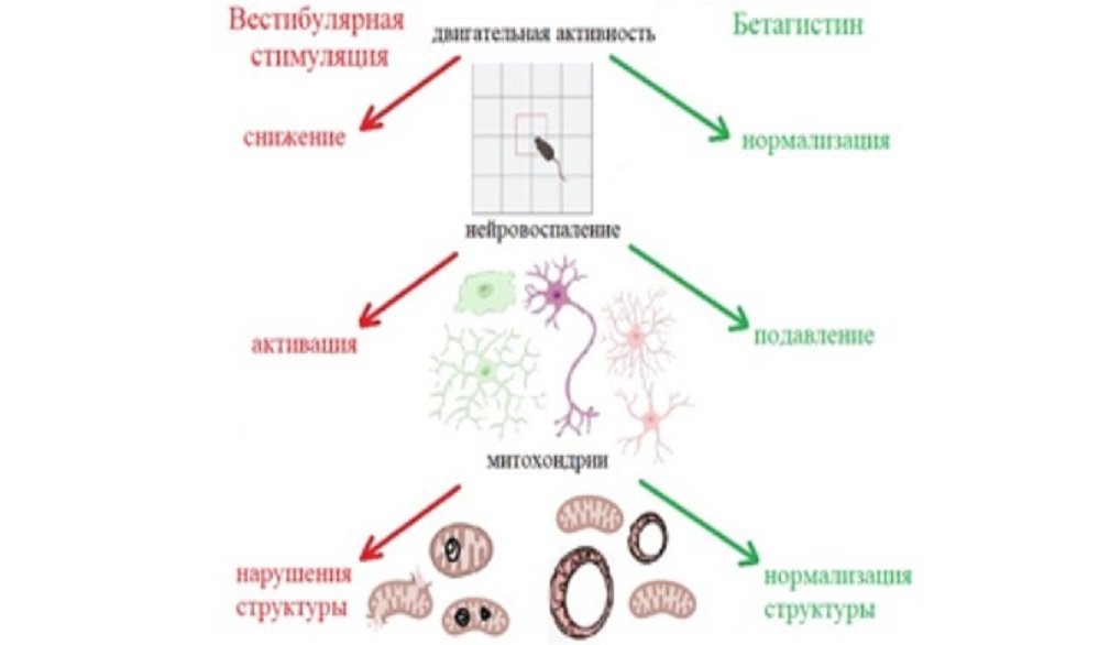    Схема нейропротекторного действия бетагистина