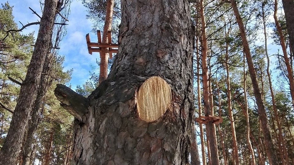 Нарушение при установке верёвочного городка выявили в парке «Танаис» в Воронеже