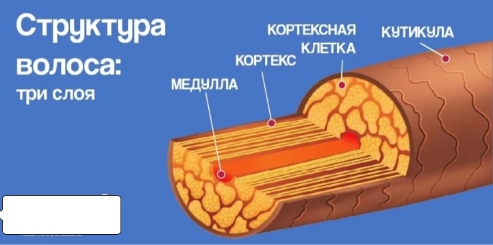 Три слоя волоса.