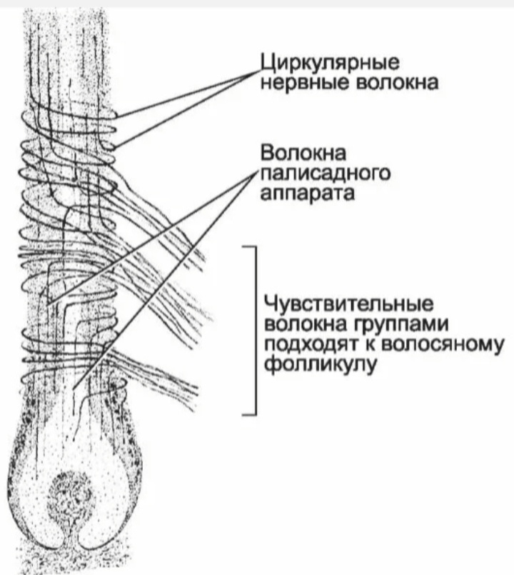 Нервные волокна .