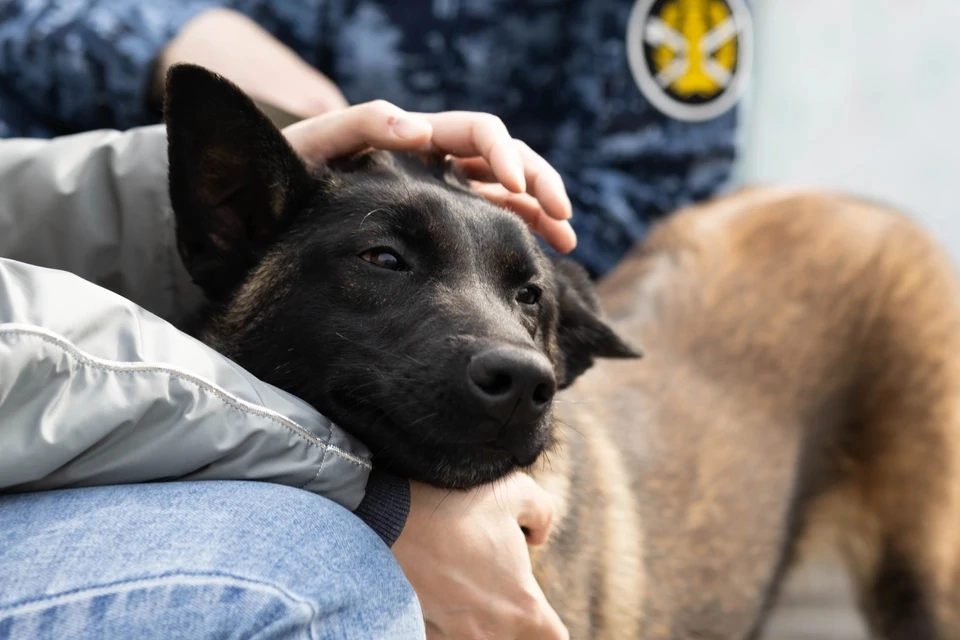 Кинологи рассказали, как в Челябинске воспитывают служебных собак для ГУФСИН. Фото: Любовь Ланчева / chel.kp.ru / предоставлено для публикации hornews.com