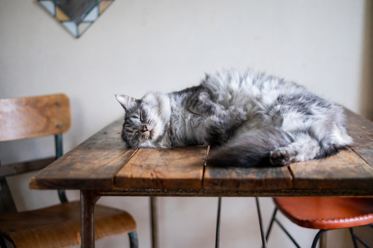 Кошка спит на столе 