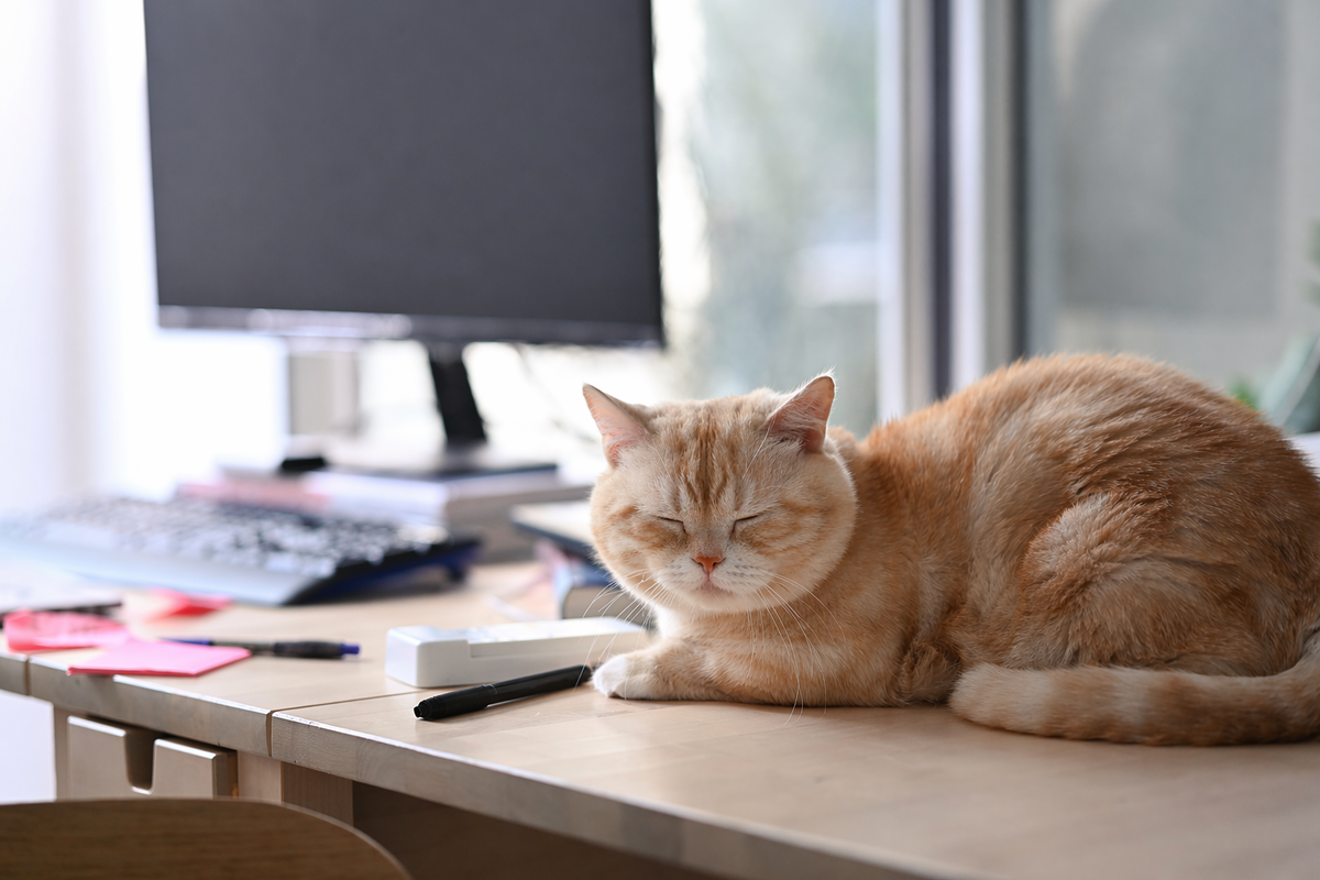 Кот спит на столе 