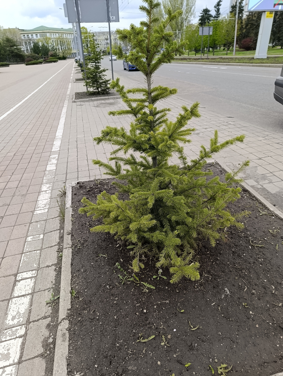 Молодые ёлочки вдоль улицы Артёма на Студенческом Городке.