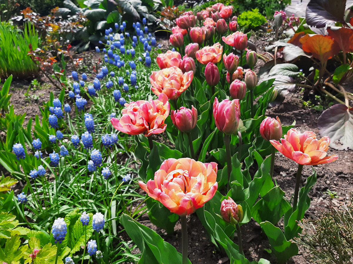 Тюльпан Sweet Desire на солнце