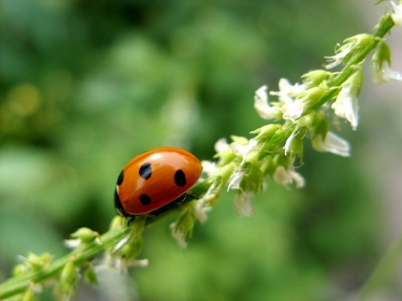 Источник: photocentra.ru