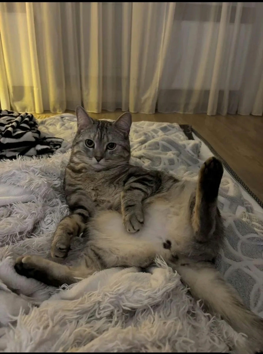 Котик из обявления 