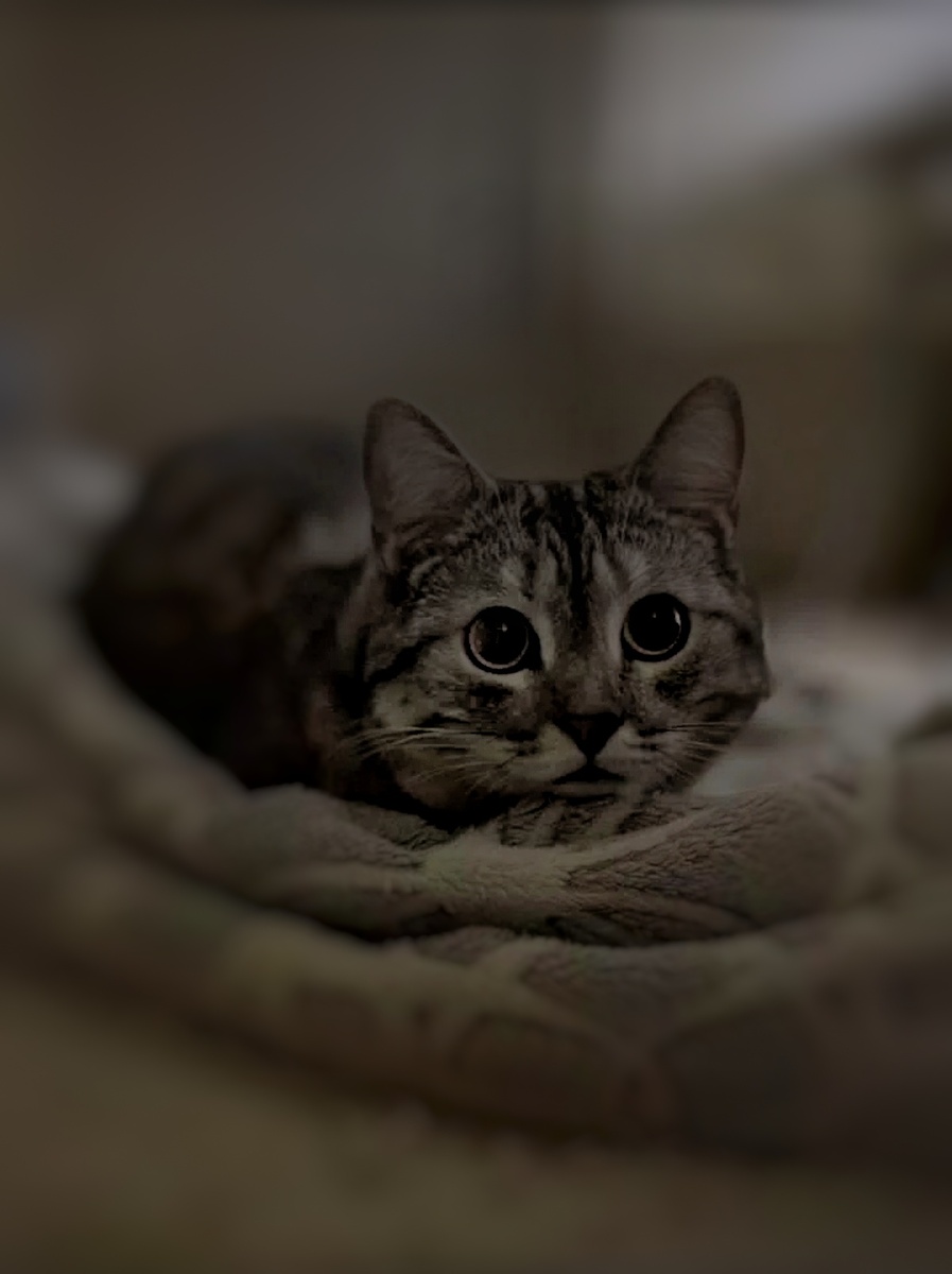 Котик из объявления 