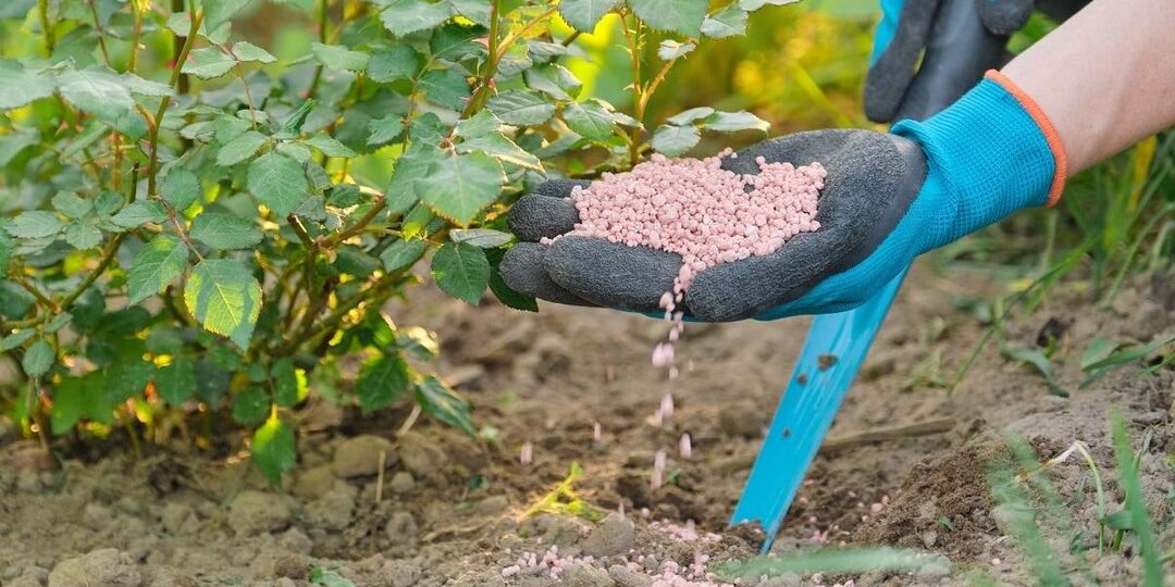 Чем кормить розы в апреле и мае: простая схема, чтобы кусты ломились от цветов!