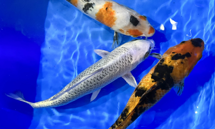 КАК ВЫБРАТЬ ОБОРУДОВАНИЕ ДЛЯ ПРУДА?