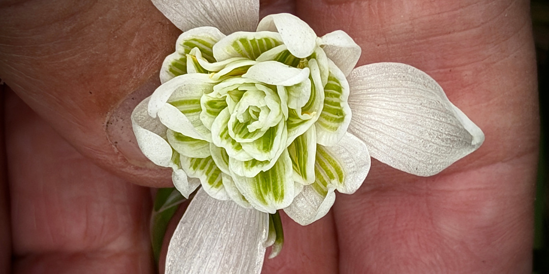 Реально ли драгоценны сверх-дорогие саженцы цветов? На самом деле.