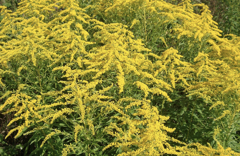 Опасные растения для дачников: 4 вида, которые захватывают участки