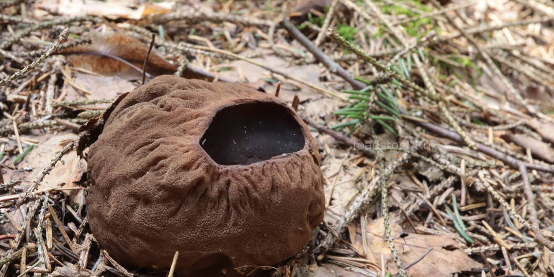 Саркосома и принцип: на что только не пойдёшь ради...