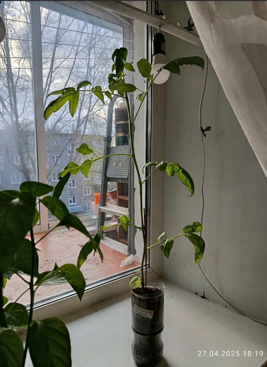 27 апреля 25 год