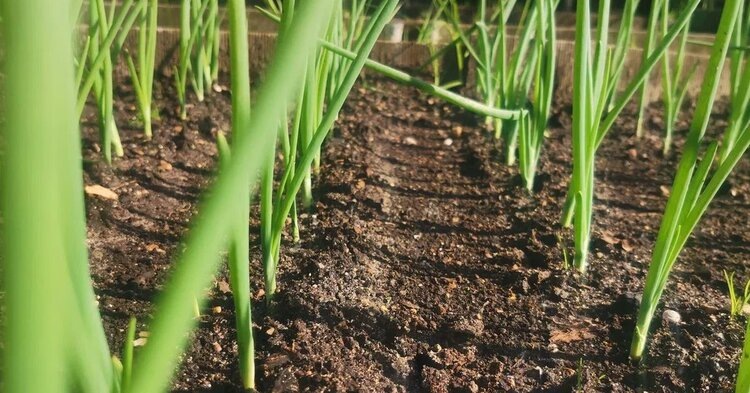    Фото: Лукьянов Дмитрий, AgroXXI.ru