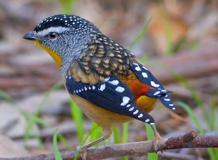 Леопардовая радужная птица (лат. Pardalotus punctatus)