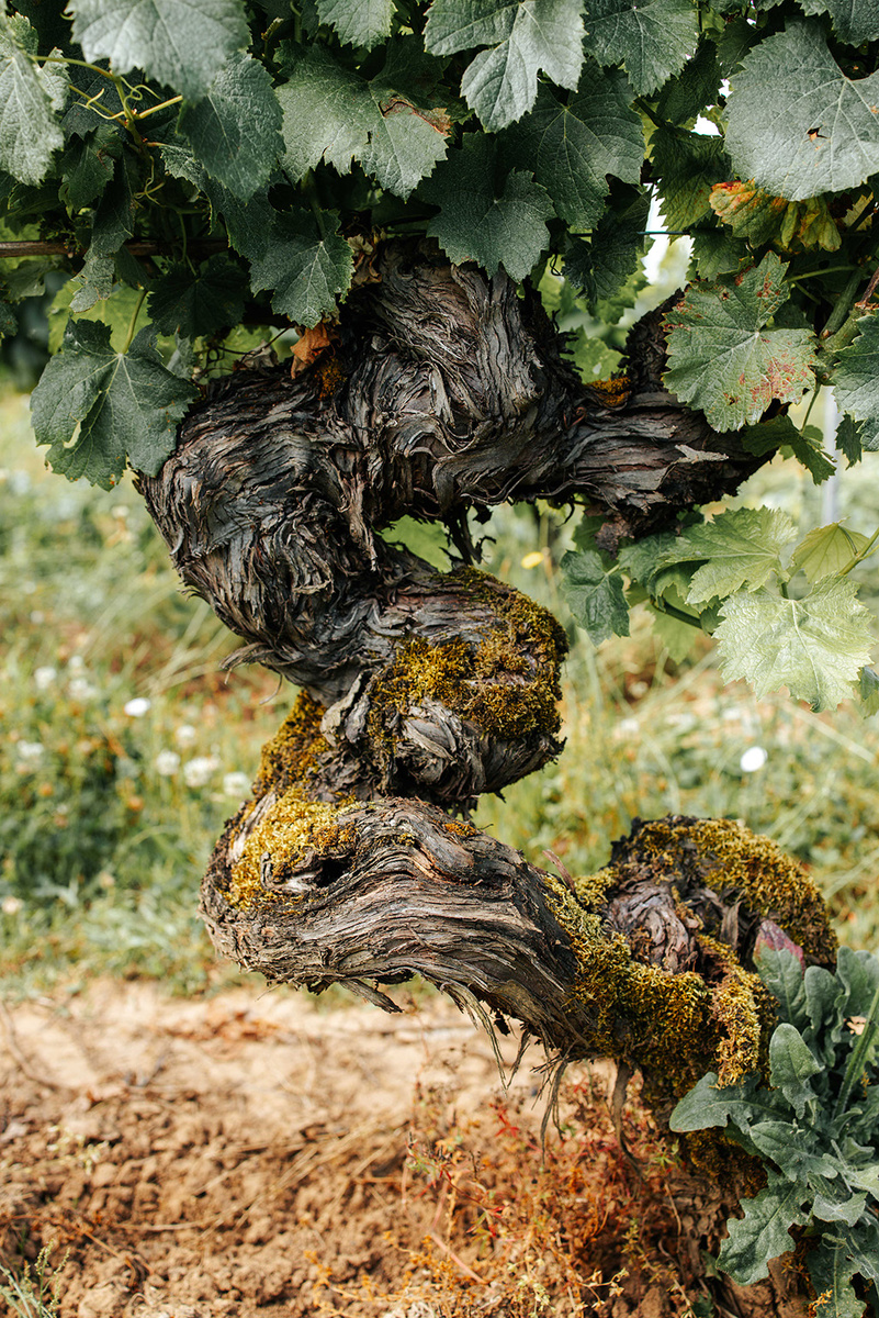 Старая лоза Мальбека на винограднике хозяйства Clos Triguedina. Каор, Юго-Запад, Франция