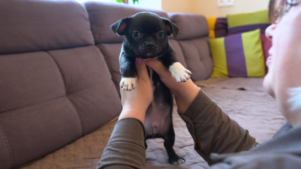 Щенок чихуахуа ждет хозяев!