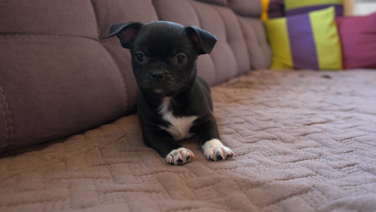 Щенок чихуахуа ждет хозяев!