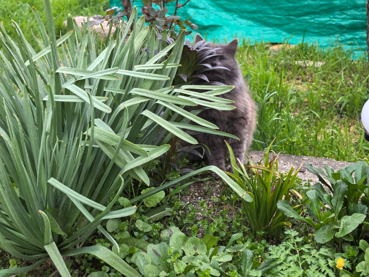 Спряталась