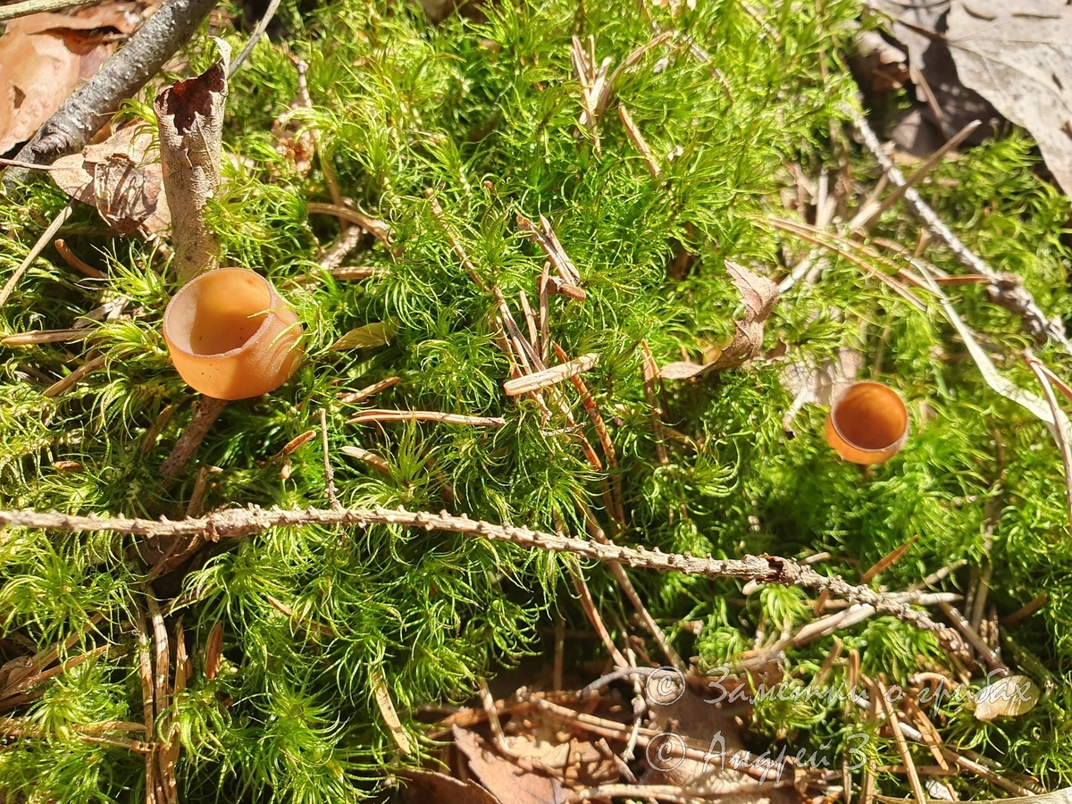 Думонтиния шишковатая (Dumontinia tuberosa)