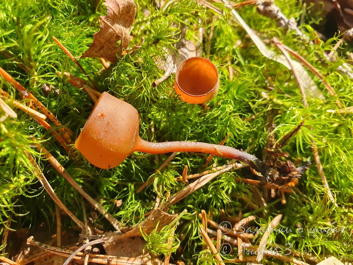 Думонтиния шишковатая (Dumontinia tuberosa)