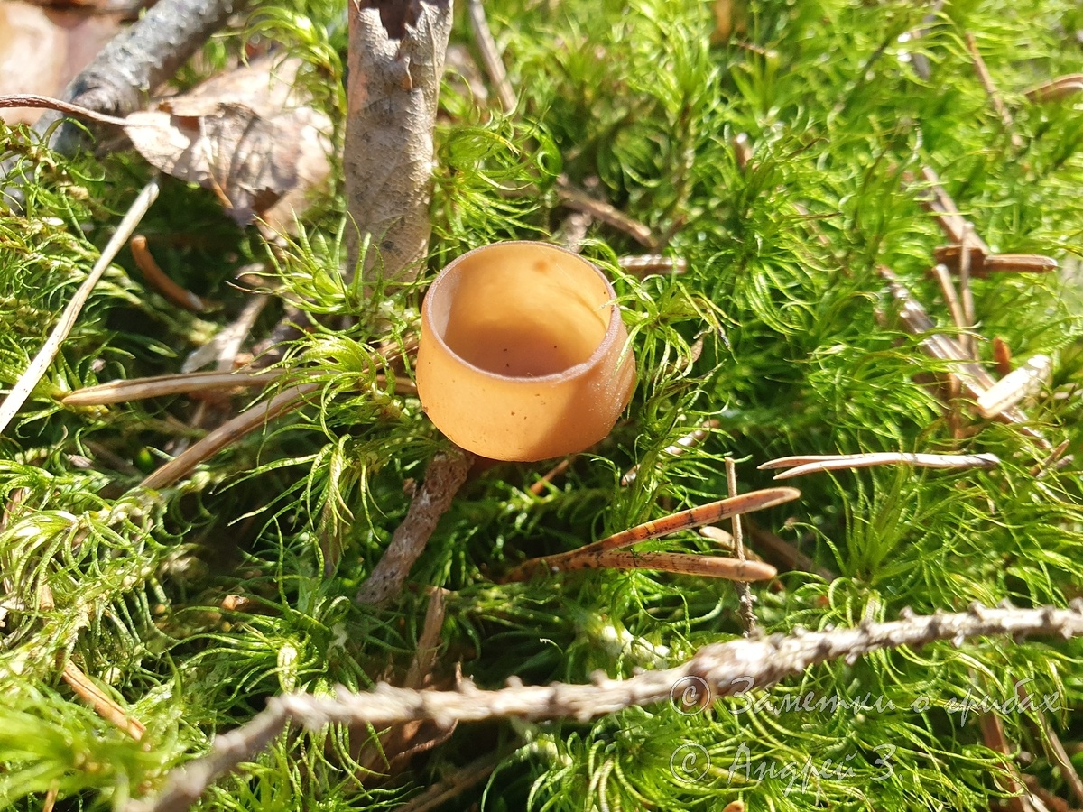 Думонтиния шишковатая (Dumontinia tuberosa)