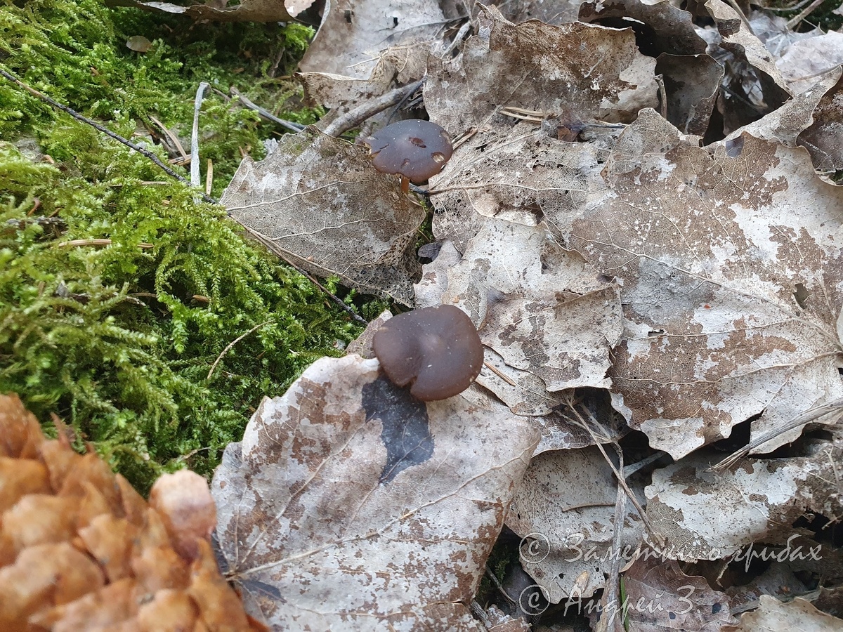 Стробилюрус съедобный (Strobilurus esculentus)