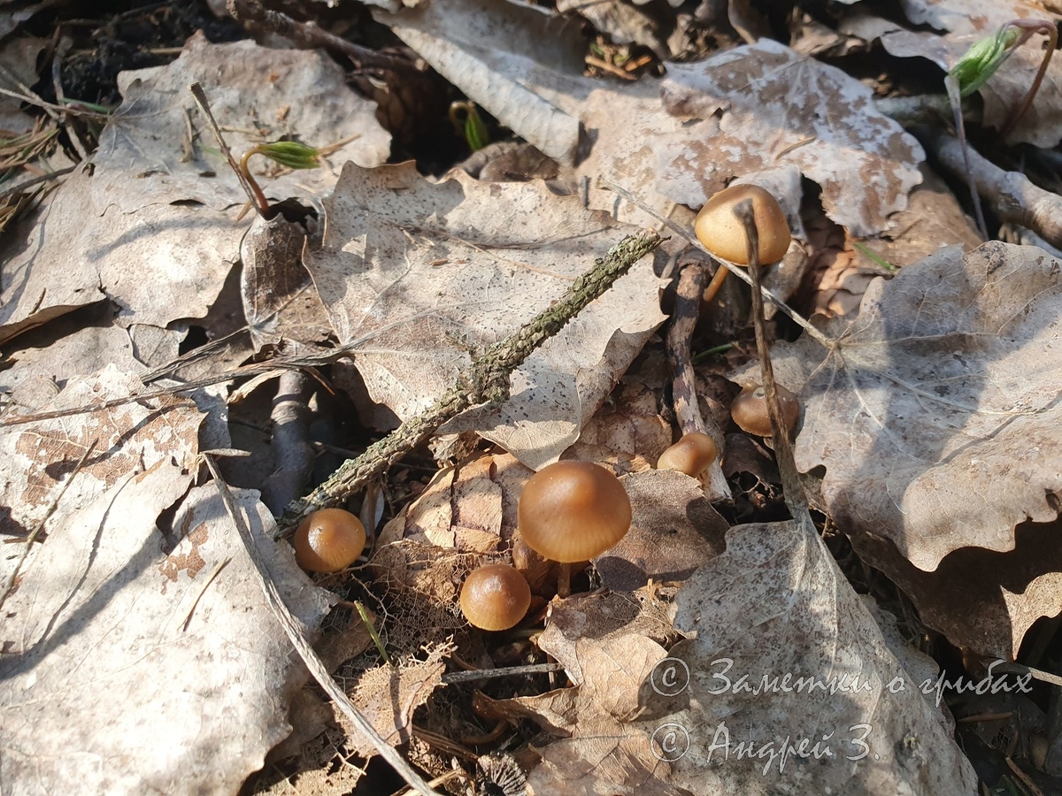 Мицена шишколюбивая (Mycena strobilicola)