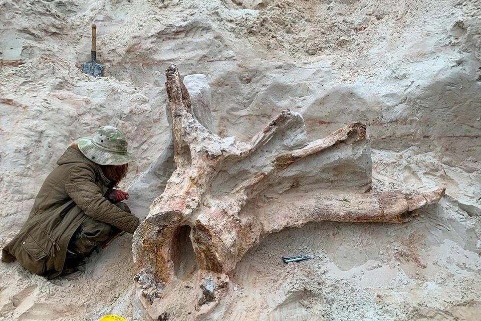 Найденный в Ленобласти пень может оказаться не пнем. Фото: тг-канал Фото: Антона Барашенкова