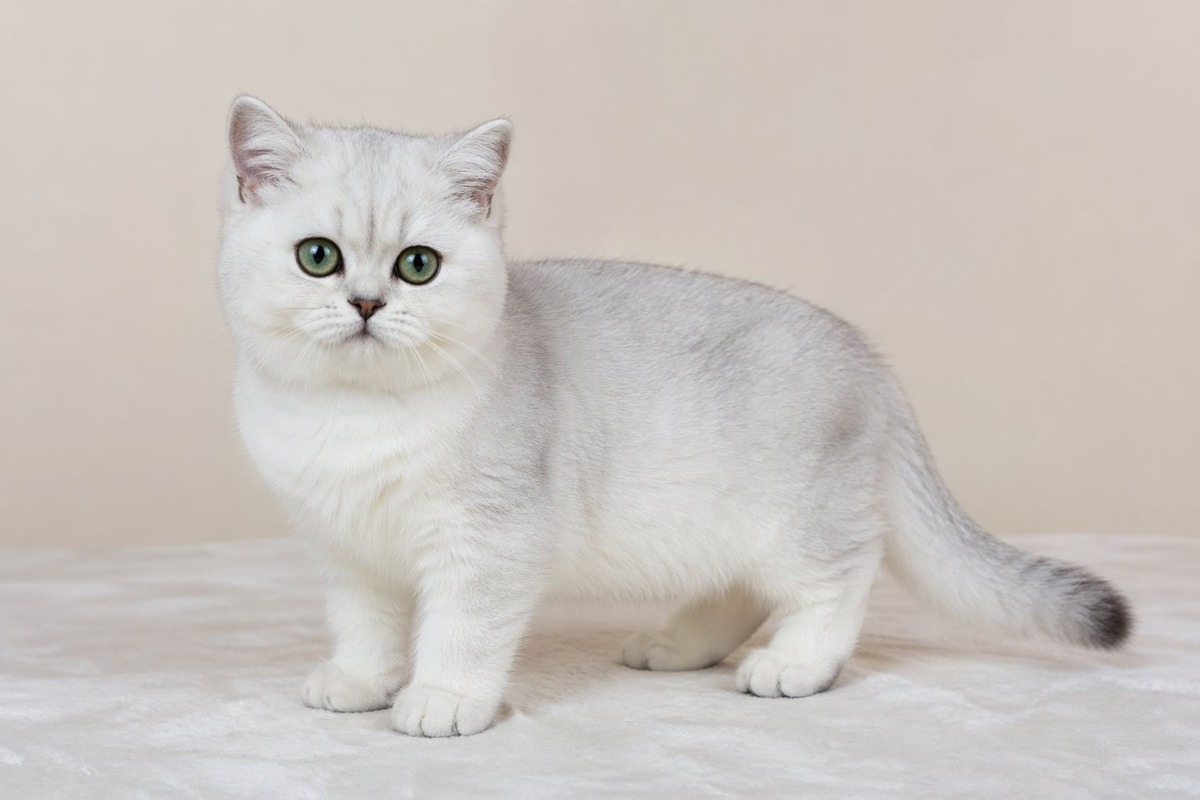 - Платите Не За Слово, А За Качество