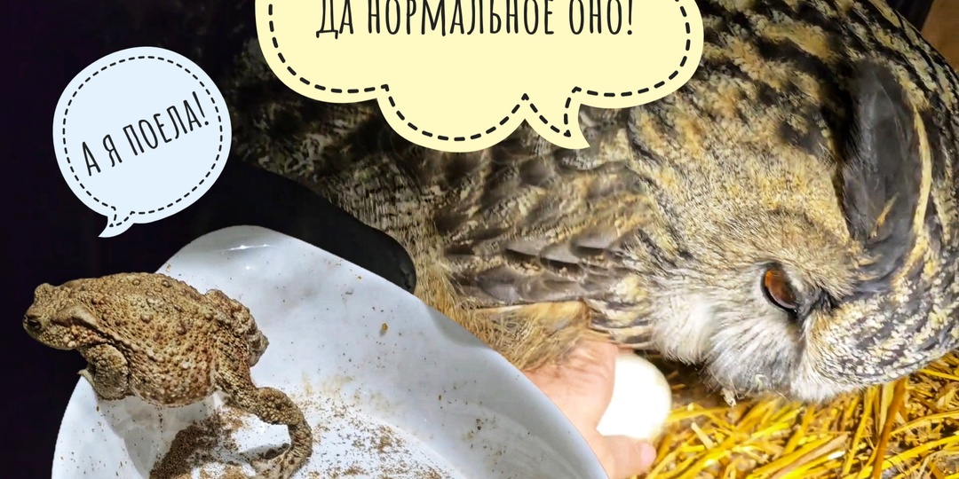 У совы Ёлки испортилось яйцо в ямке. Скоростной ёжик бегает к мисочке наперегонки со мной